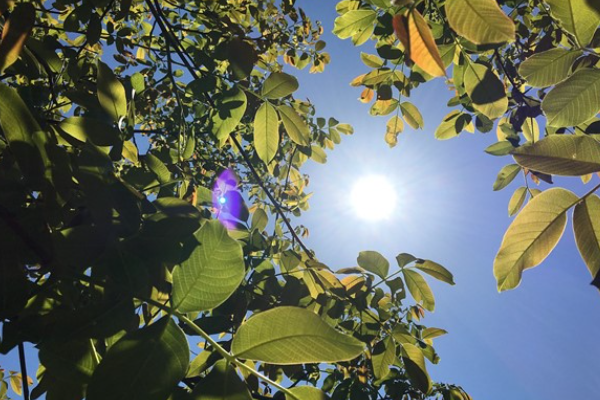 Hava sıcaklığı mevsim normallerinde seyredecek