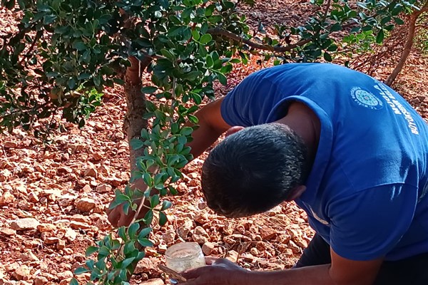 Büyükşehir sakız deneme bahçesi ilk ürünlerini verdi