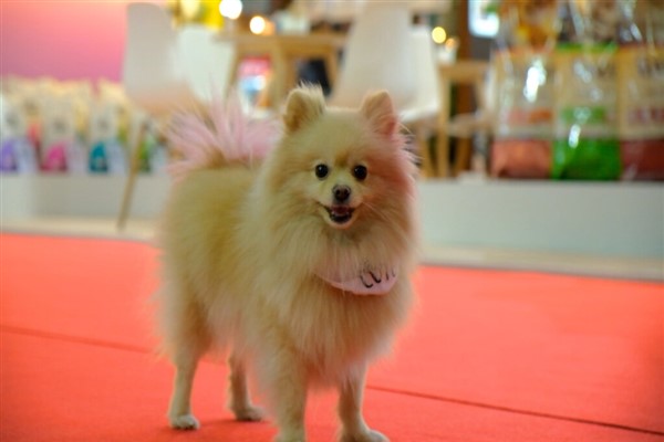 PETZOO Eurasia 2023, 120 ülkeden ziyaretçi ağırladı