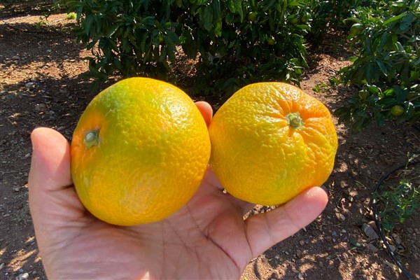 Mandalina ihracatında hedef 500 milyon dolar