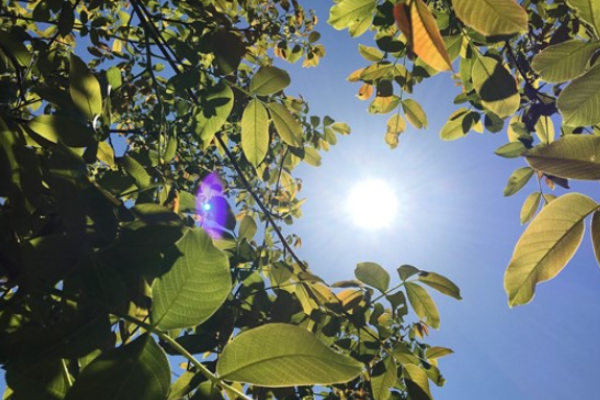 Hava sıcaklığı mevsim normallerinde seyredecek