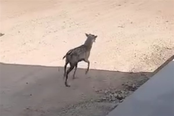 Şanlıurfa’da nesli tükenmekte olan alageyik görüldü