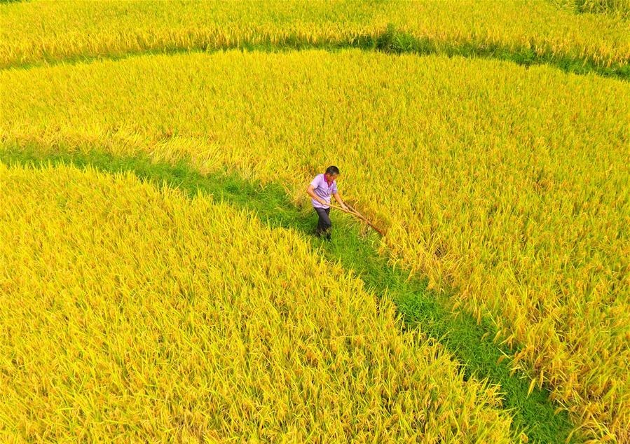İklim değişikliği sonbahar hasadını da öne çekti