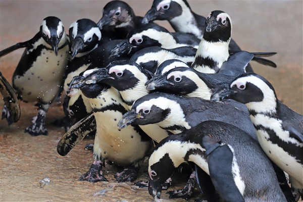Afrika Pengueni için Farkındalık Günü düzenleniyor
