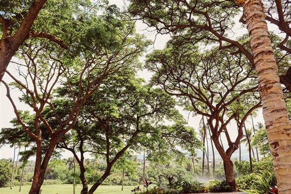 81 ilde Cumhuriyet Ormanları kurulacak