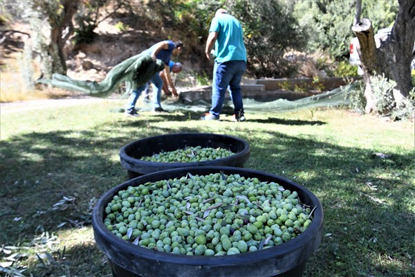Bornova Belediyesi’nden zeytincilik eğitimi