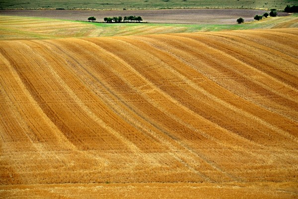 Tarımsal destekleme ödemeleri bugün çiftçilerin hesaplarına aktarılacak