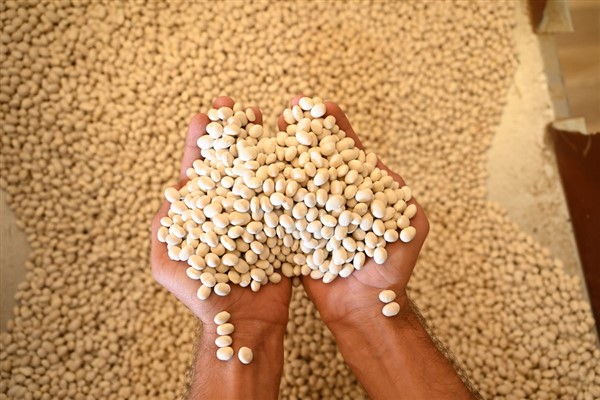 Başkan Altay: “Coğrafi işaretli Akçabelen fasulyesi dünya markası olma yolunda ilerliyor”