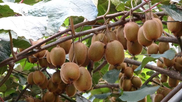 Rekolte düştü! Kivide fiyat belli oldu: 90 gram üstü 20 TL