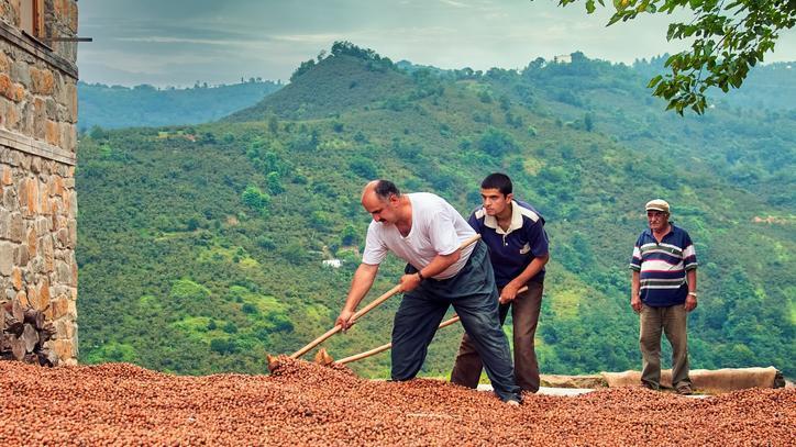 Kahverengi kokarca fındığa zarar verdi