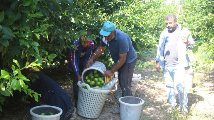 Limonun tüketiciye ulaşma maliyeti 10 lira!