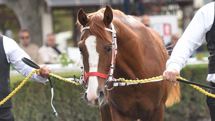 Safkan Arap tayı 5 milyona satıldı