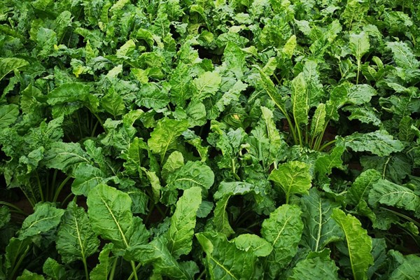 Bakan Yumaklı, şeker pancarı alım fiyatını açıkladı