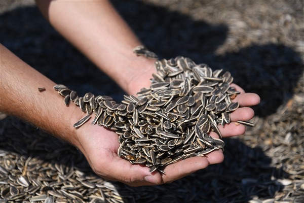 Kayseri Büyükşehir’den ay çekirdeği üretimi için 5 kurutma sahası inşa etti