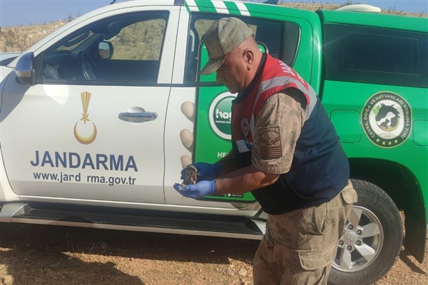 Şanlıurfa’da yaralı bulunan Balaban kuş tedavi altına alındı