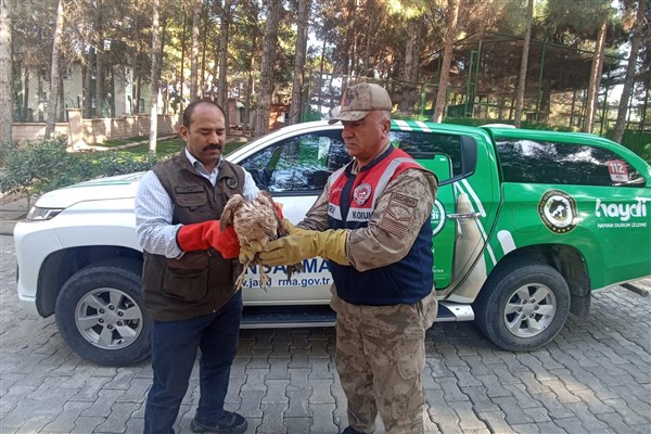 Şanlıurfa’da yaralı bulunan Kızıl Şahin tedavi altına alındı