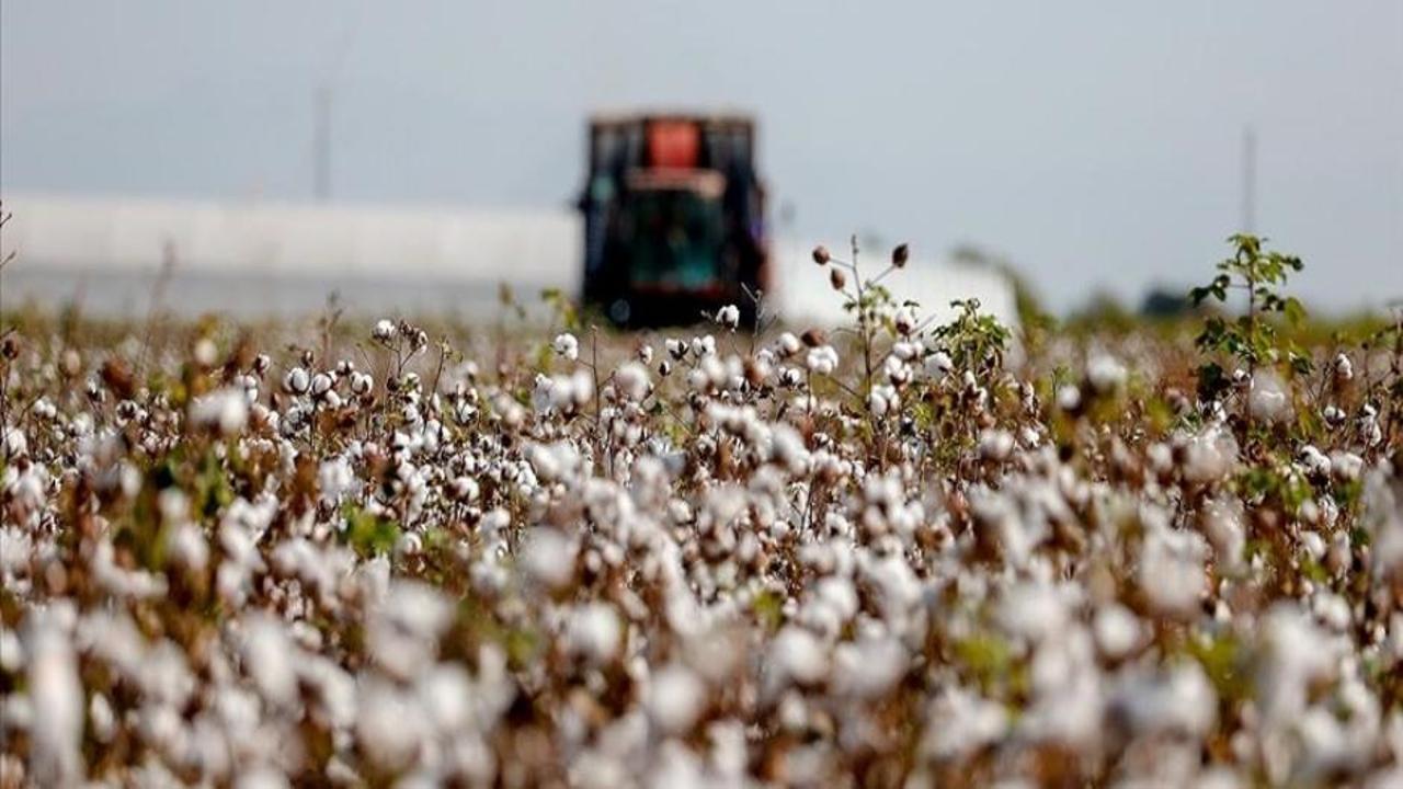TZOB: Pamukta alım fiyatı artırılmalı!