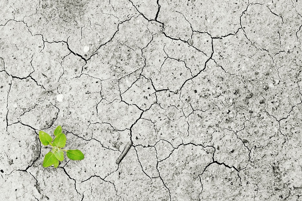 BM Genel Sekreteri Guterres: “Dünya, iklim kriziyle başa çıkmada başarılı olamıyor”