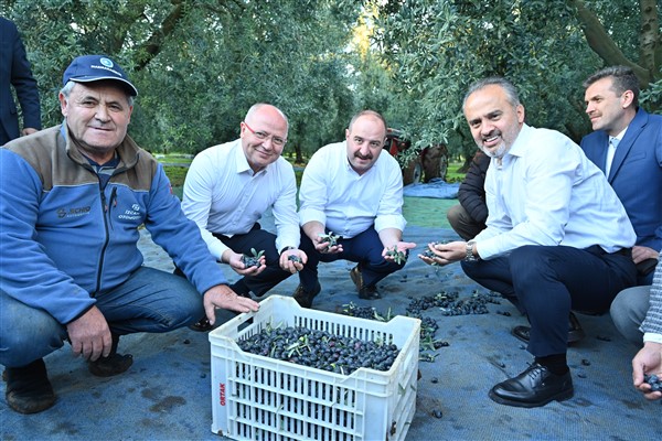 İznik’te zeytin hasadı başladı