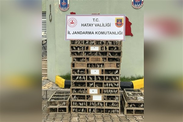 Hatay’da 4 bin saka kuşu ele geçirildi