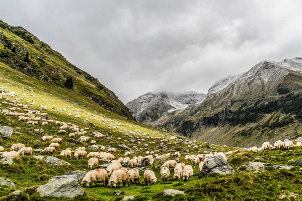 Bakan Yumaklı: “Yetiştiricilerimizin her daim yanında olmaya devam edeceğiz”