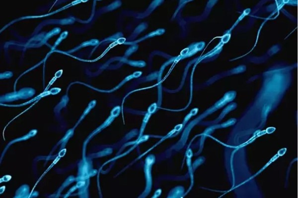 Barut: “Erkek kısırlığının tedavisinde yeni bir potansiyel yol ortaya çıktı”