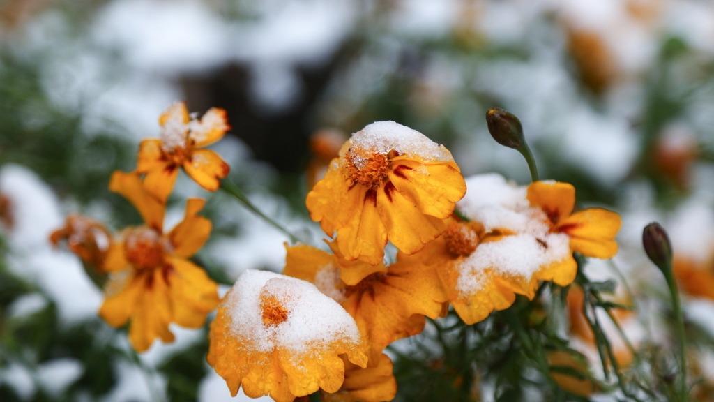 Xiaoxue sezonu başladı