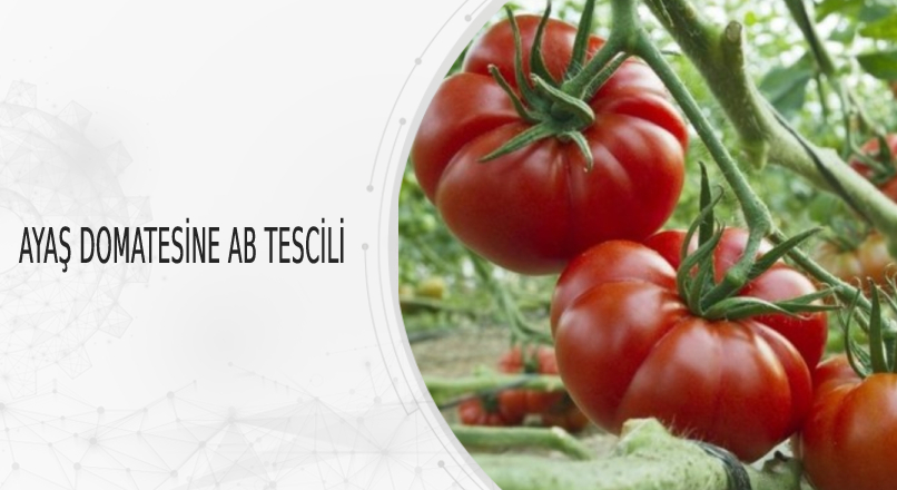 AYAŞ DOMATESİNE AB TESCİLİ