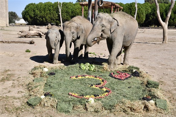 Doğal Yaşam Parkı’nın fili Deniz Gaziantep’e gidiyor