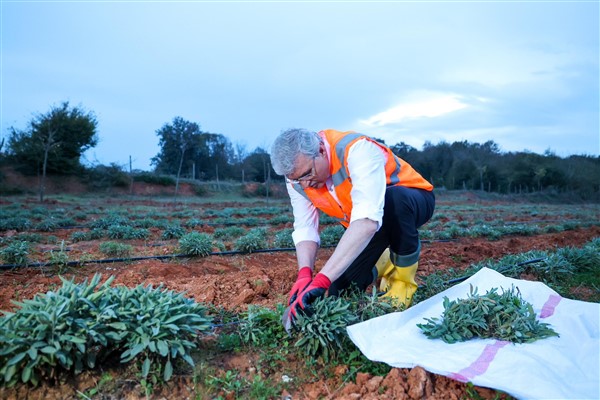 Sakarya Botanik Vadisi’nde yılın ikinci adaçayı hasadı yapıldı