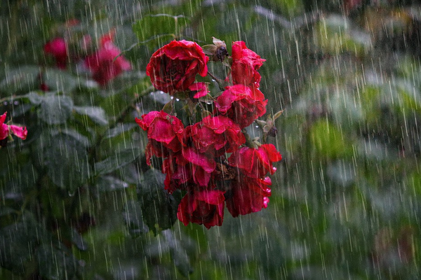Meteoroloji’den kuvvetli yağış uyarısı