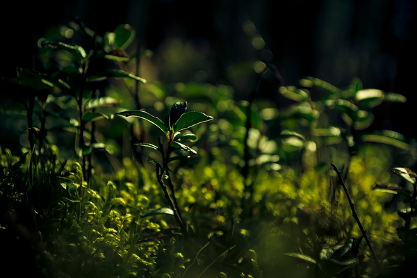Bakan Özhaseki: “Dünyamız için iklim değişikliğiyle mücadelemizi aralıksız sürdüreceğiz”