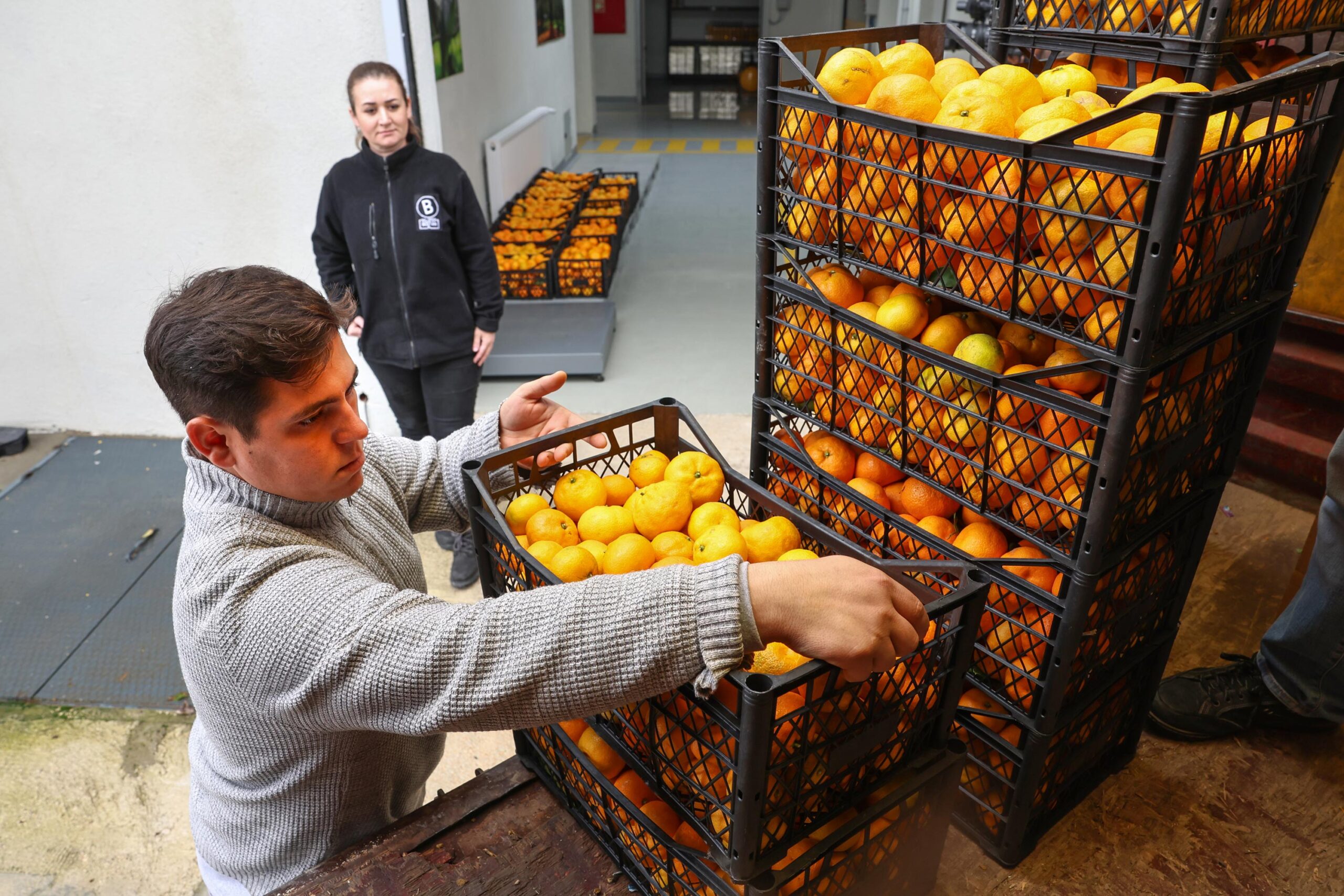 Hataylı mandalina üreticisine Nilüfer’den destek