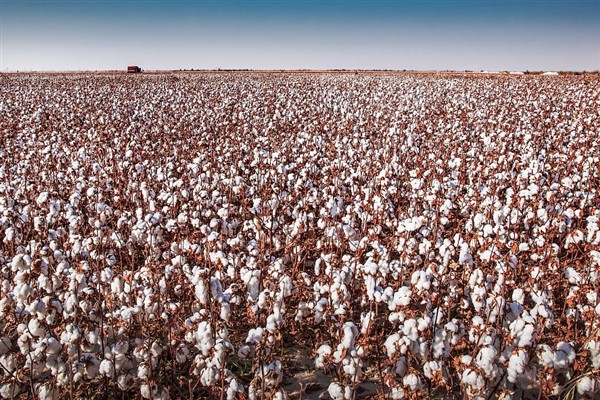Xinjiang, 29 yıldır Çin’in pamuk üretiminde liderliğini sürdürüyor