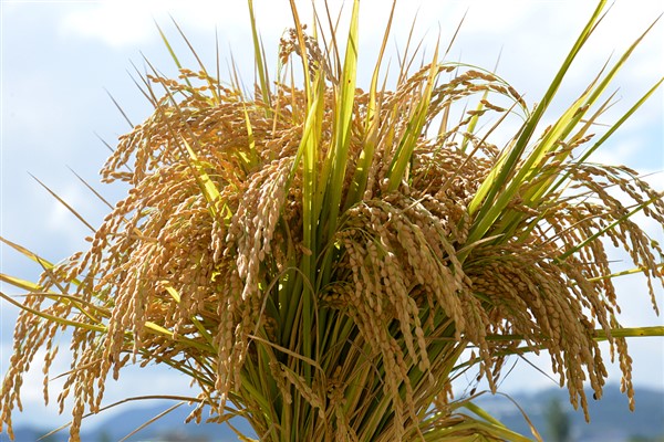 2024 yılında kırsal çalışmanın öncelikleri belirlendi