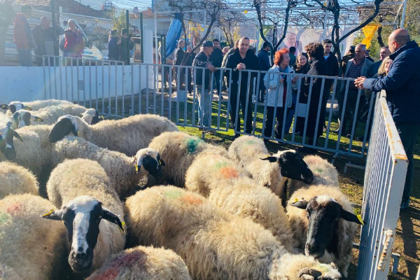 İzmir’deki küçükbaş destekleri 5 yılda 10 bini aştı