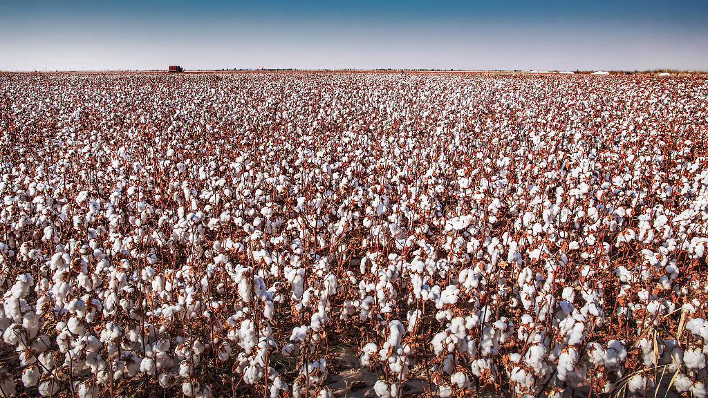 Xinjiang Uygur Özerk Bölgesi’nde yıllık pamuk rekoltesi 5 milyon tonu geçti
