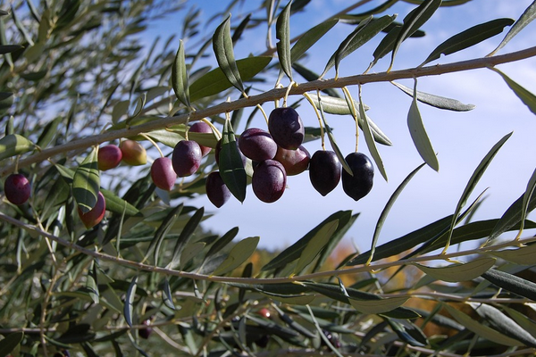 Bakan Ersoy: “Türkiye UNESCO’da 2’nci sıraya yükselecek”