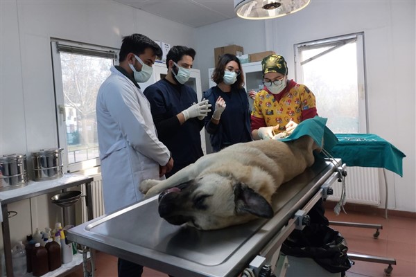 Bursa’da sahipsiz sokak hayvanları takibe alındı