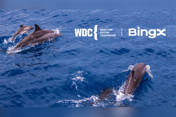 BingX Yardım Kuruluşu’ndan Balina ve Yunusları Koruma ile iş birliği