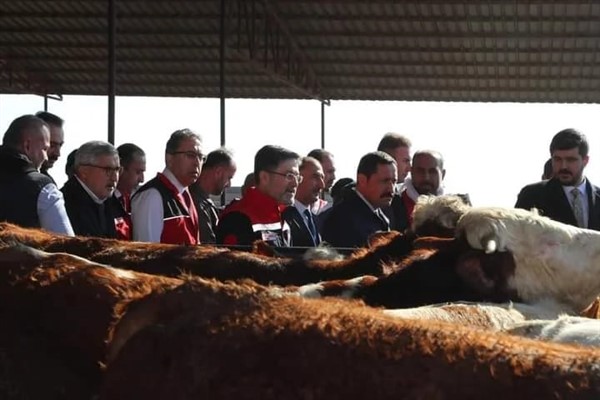 Hatay’da yetiştiricilere büyükbaş hayvan teslimi yapıldı