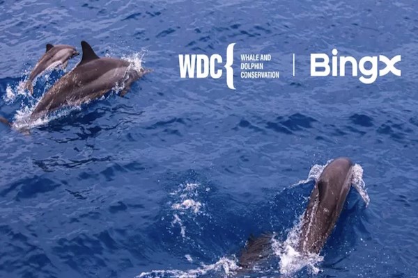 BingX Yardım Kuruluşu’ndan, ‘Balina ve Yunusları Koruma’ ile iş birliği