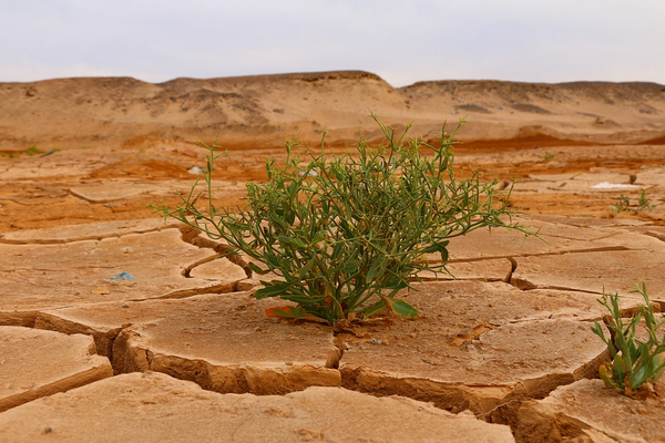 BM Genel Sekreteri Guterres’ten iklim değişikliğiyle mücadele açıklaması