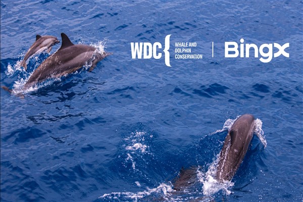 BingX yardım kuruluşu, Balina ve Yunusları Koruma (WDC) ile iş birliği yapıyor