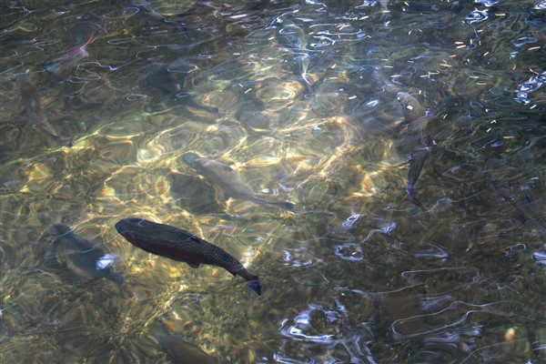 3 milyon 700 bin kırmızı benekli alabalık orman içi sulara salındı