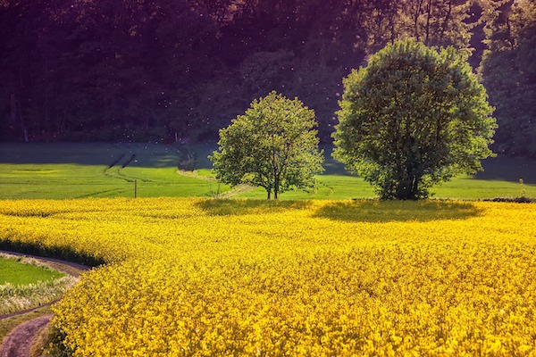 8-12 Ocak 2024 haftası tarım ürünleri piyasası