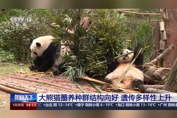 Çin’deki yabani panda sayısı bin 900’e yükseldi