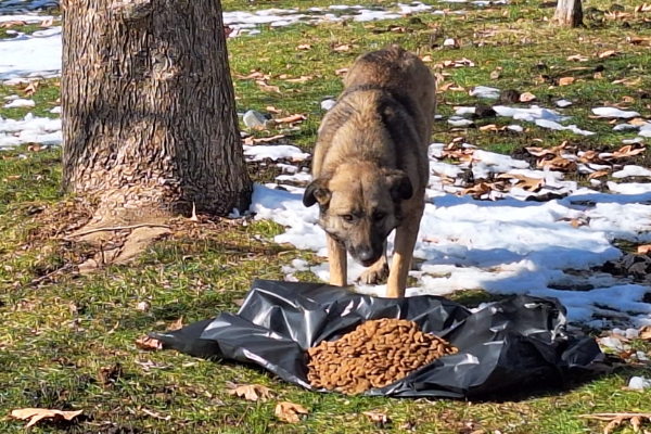 Büyükşehirden sokak hayvanlarına yardım