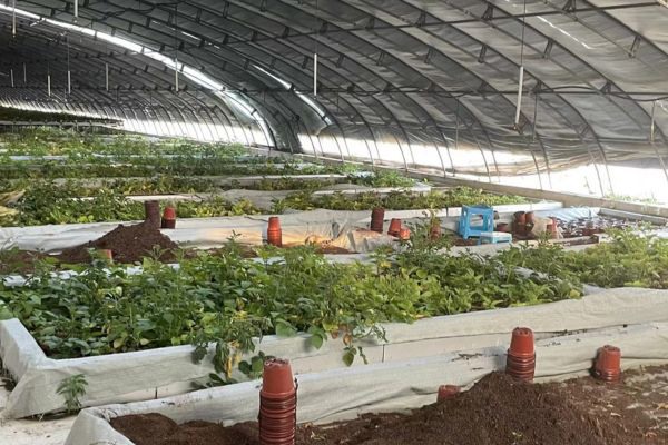 Çinli araştırmacılar, uzaydan gelen patates tohumlarını ekime hazırlanıyor