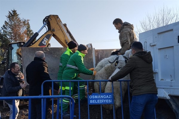 Osmangazi’de zabıta, tarım arazilerine zarar veren koyunlara müdahale etti